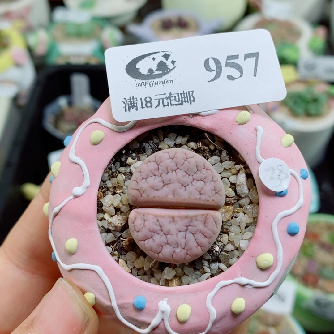生石花花花花花花花957