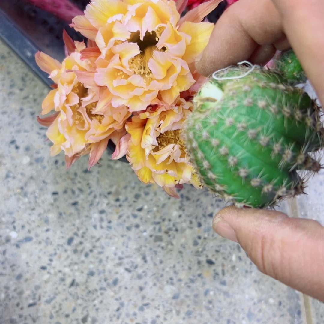 下58彩草依然歪无根侧牙4公分左右20包邮