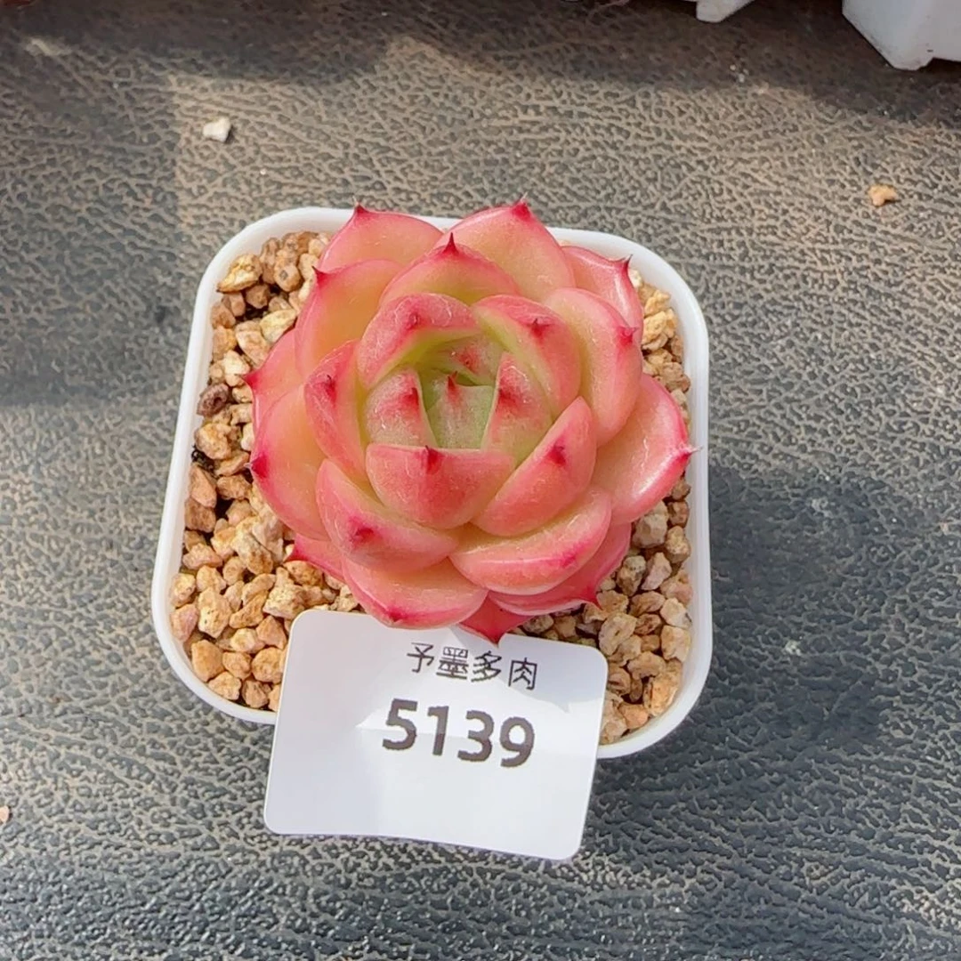 玉玲珑，5139多肉植物