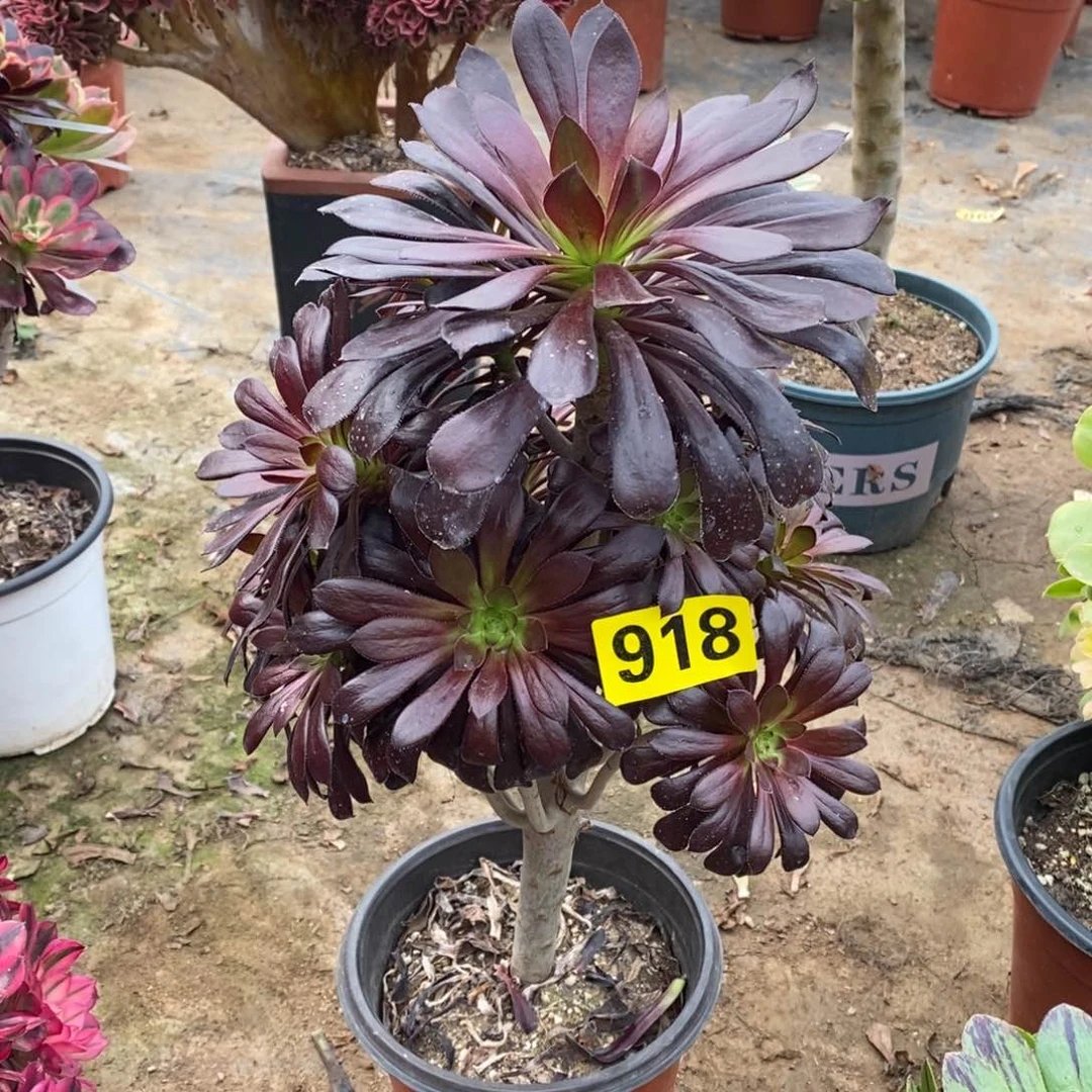 墨法多肉法师918