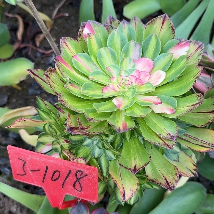 叶**C3-1018知否寄养秋多肉法师