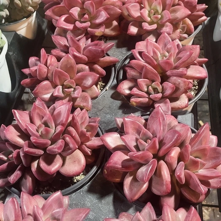 赫菲斯托49.9一盆64949799798