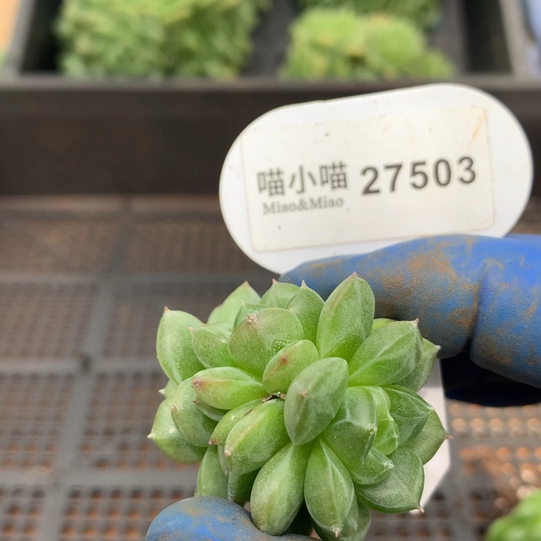 多肉植物杂交珍妮