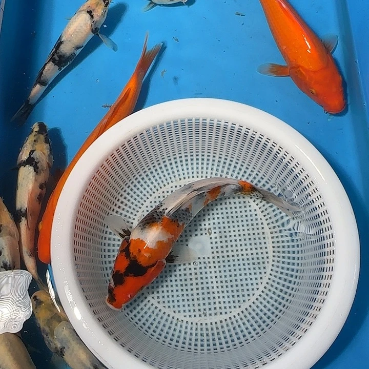 不***仁海水锦鲤的故事是