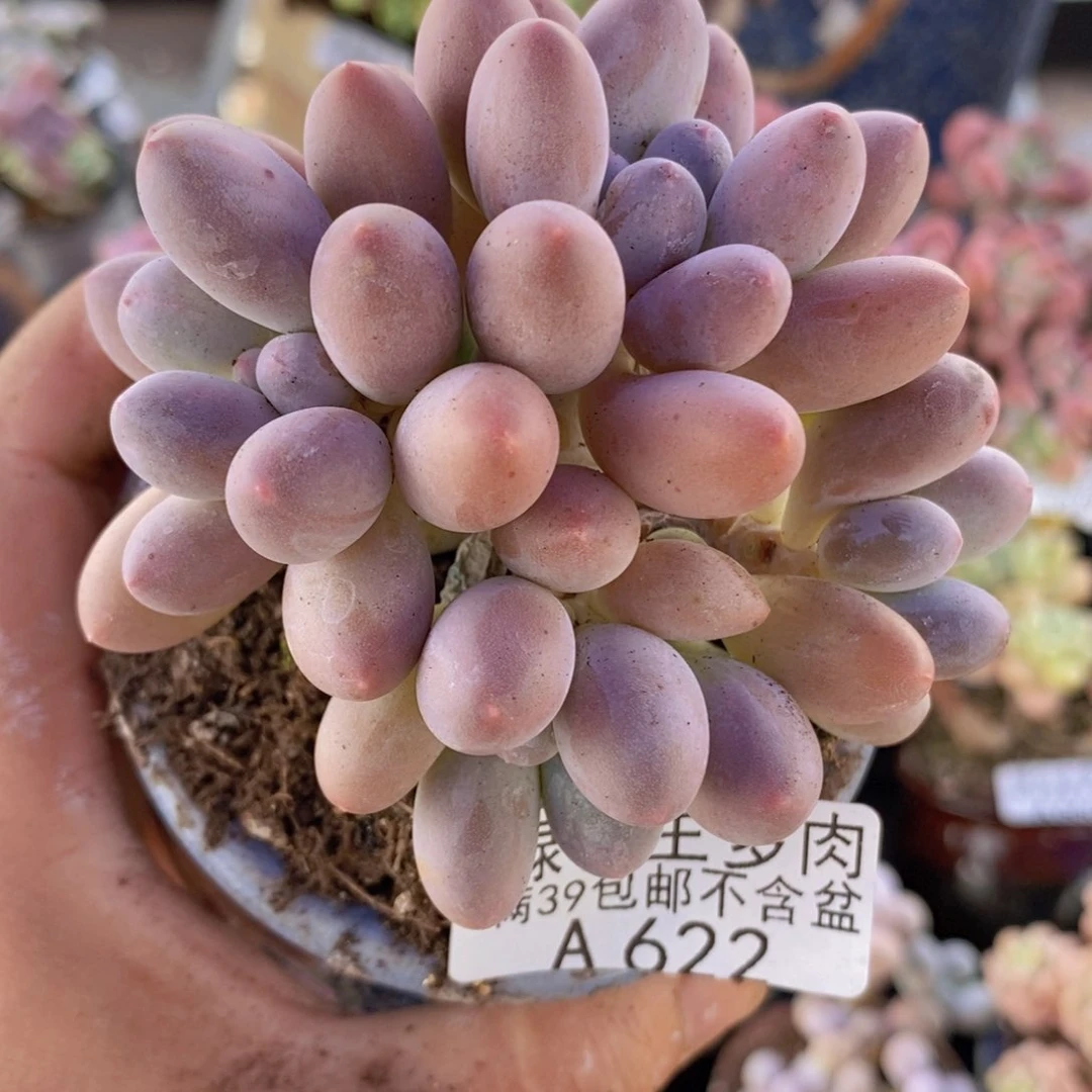 汤圆7cm622多肉植物