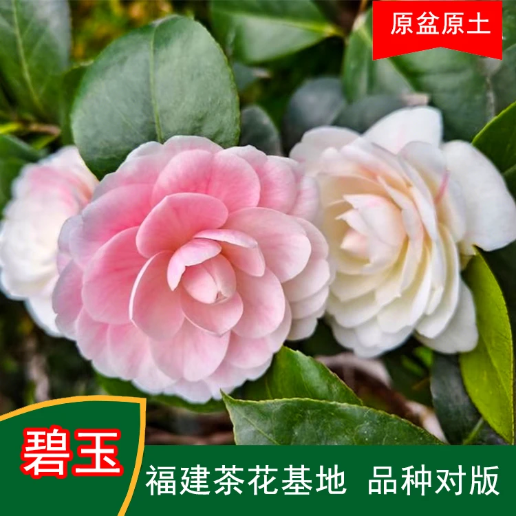 碧玉多色系珍贵茶花品种室内外花卉阳台庭院茶花基地直销山茶花