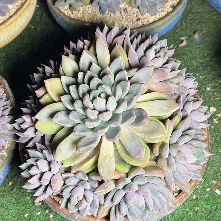 红象牙群生手捧多肉