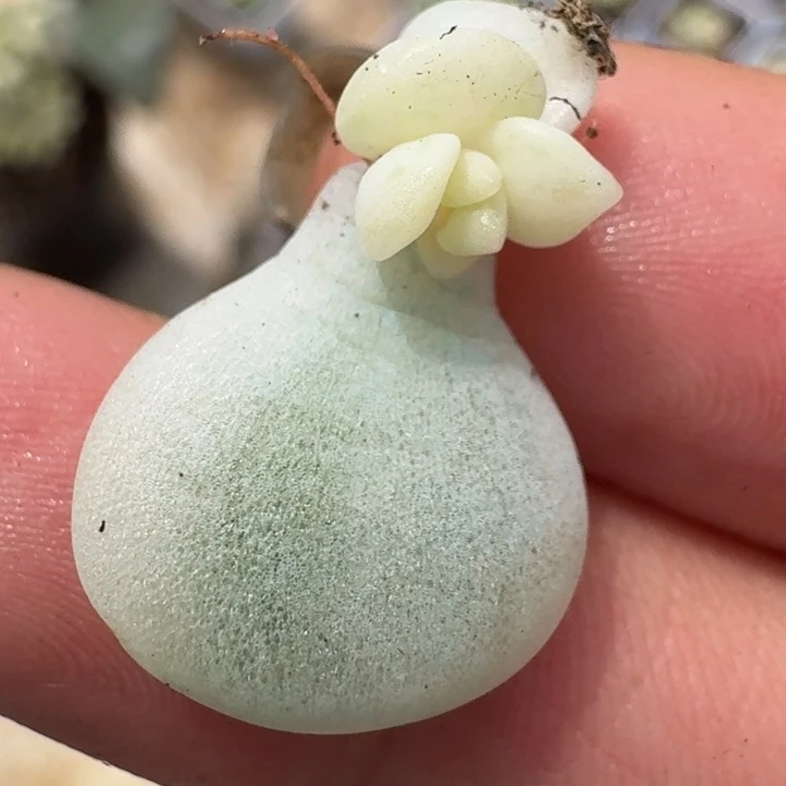 下播福利一物一拍冰玉