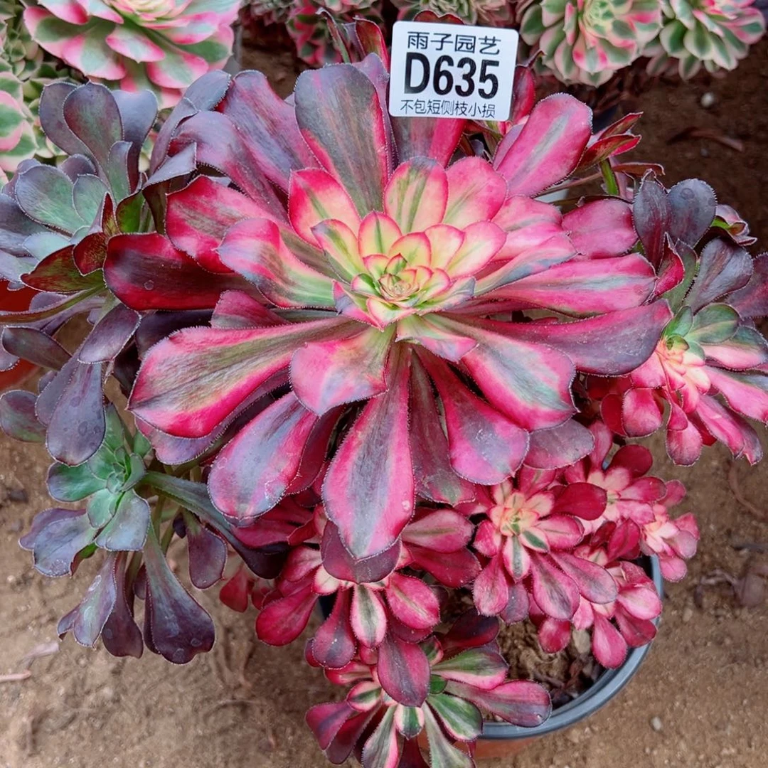 635花蝴蝶雨子多肉植物