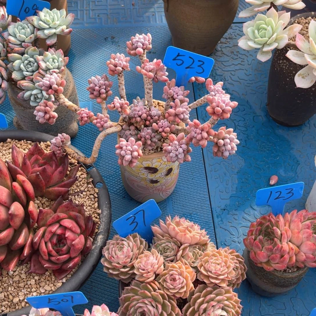 略**～523宝宝手指多肉