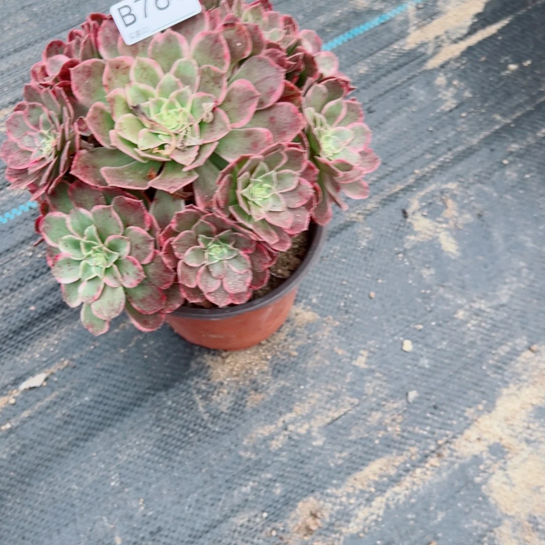 764孔雀翎多肉植物法师