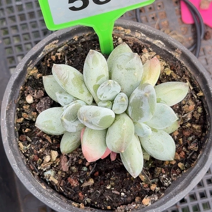 多肉植物三色美人563