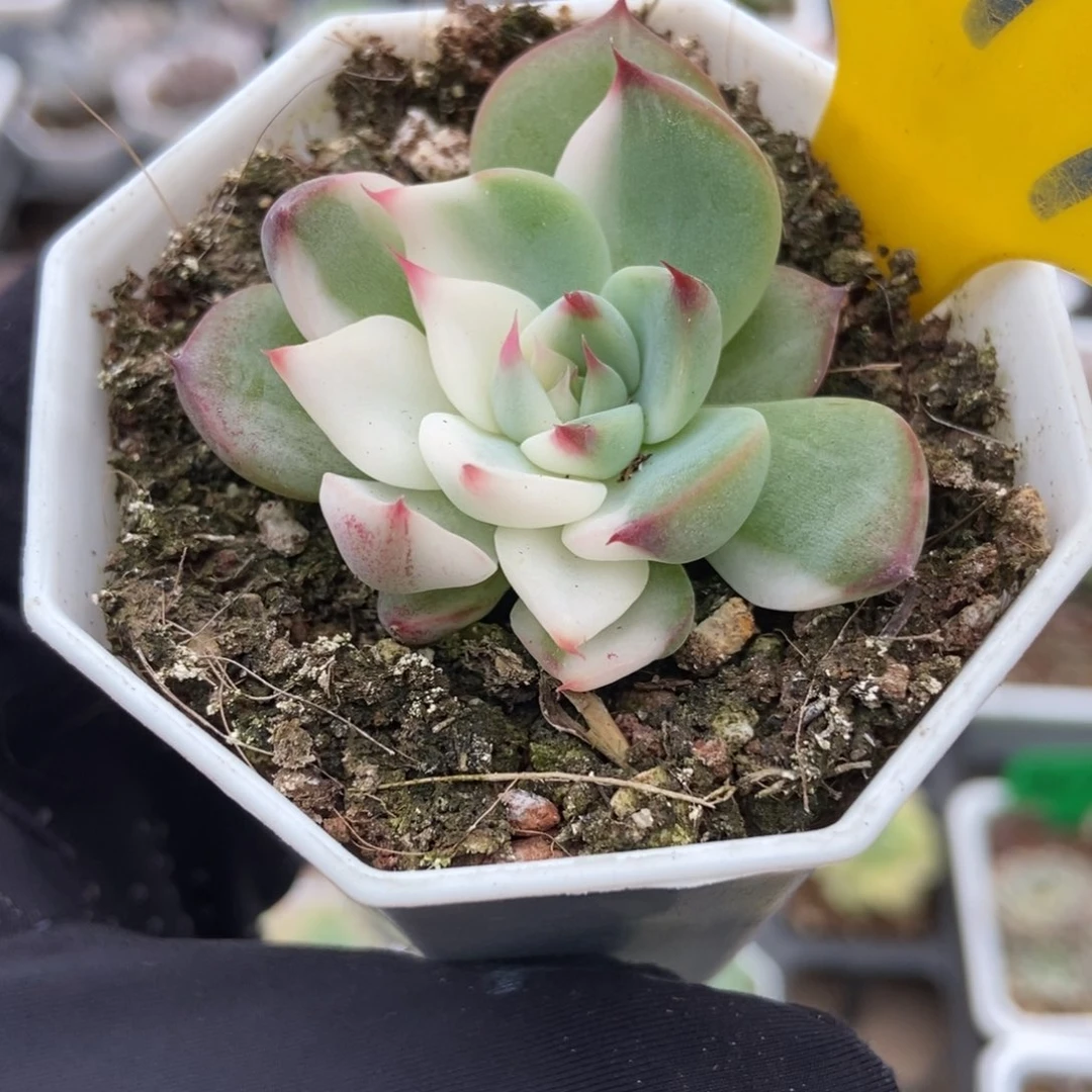 879吉娃娃锦多肉植物