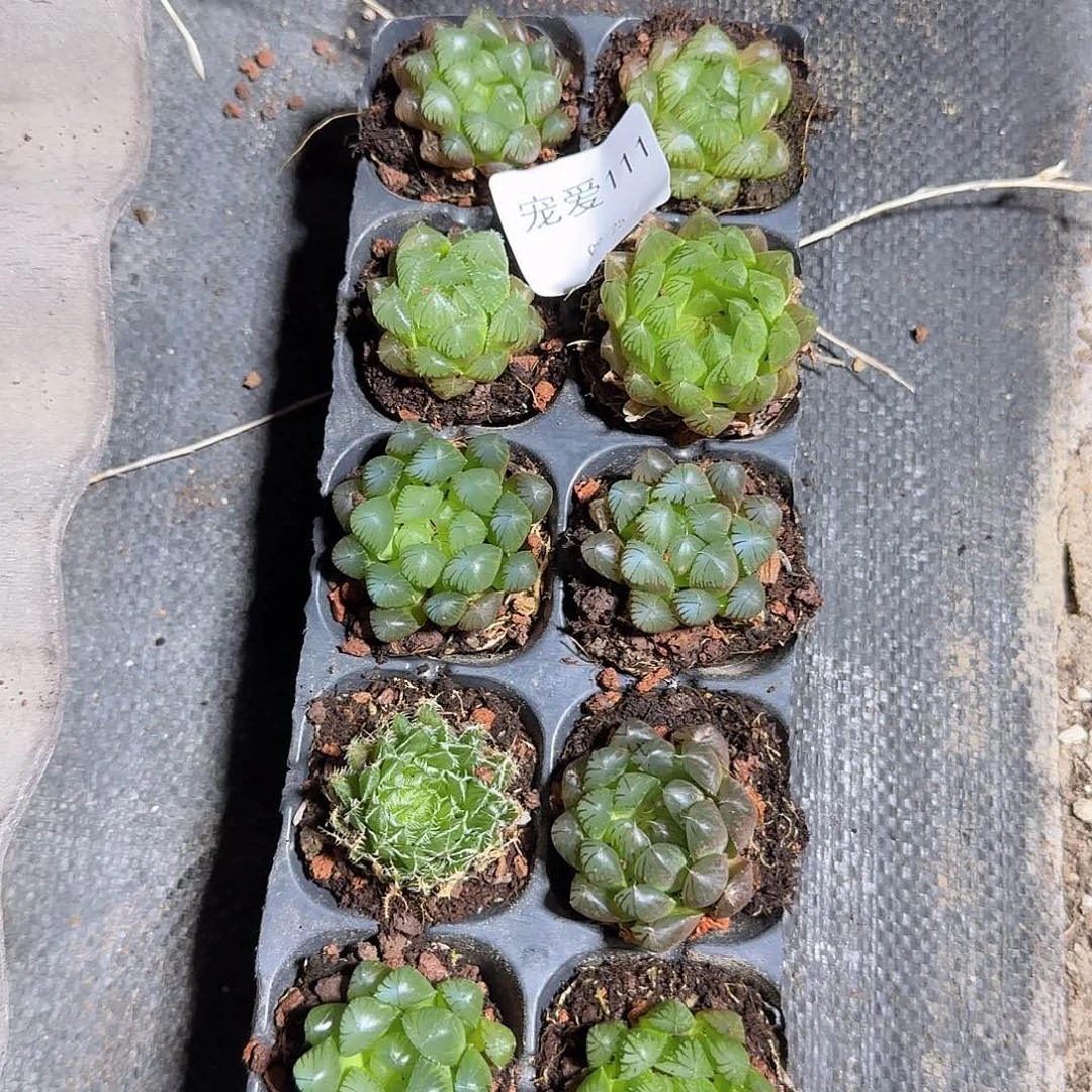 直播福利一物一拍111