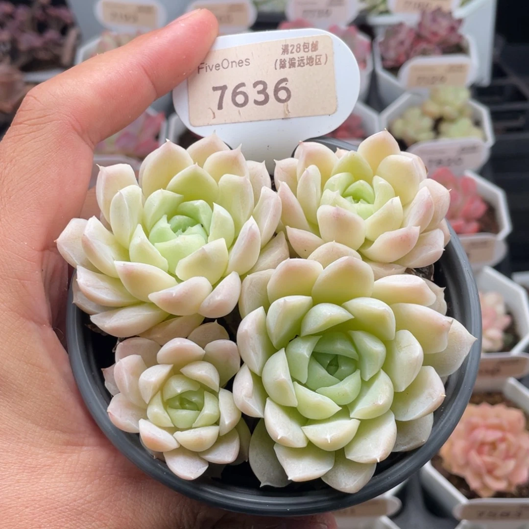 白月影7636-9.5厘米