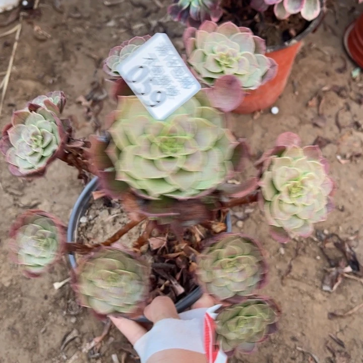 059沙拉碗手捧1号棚