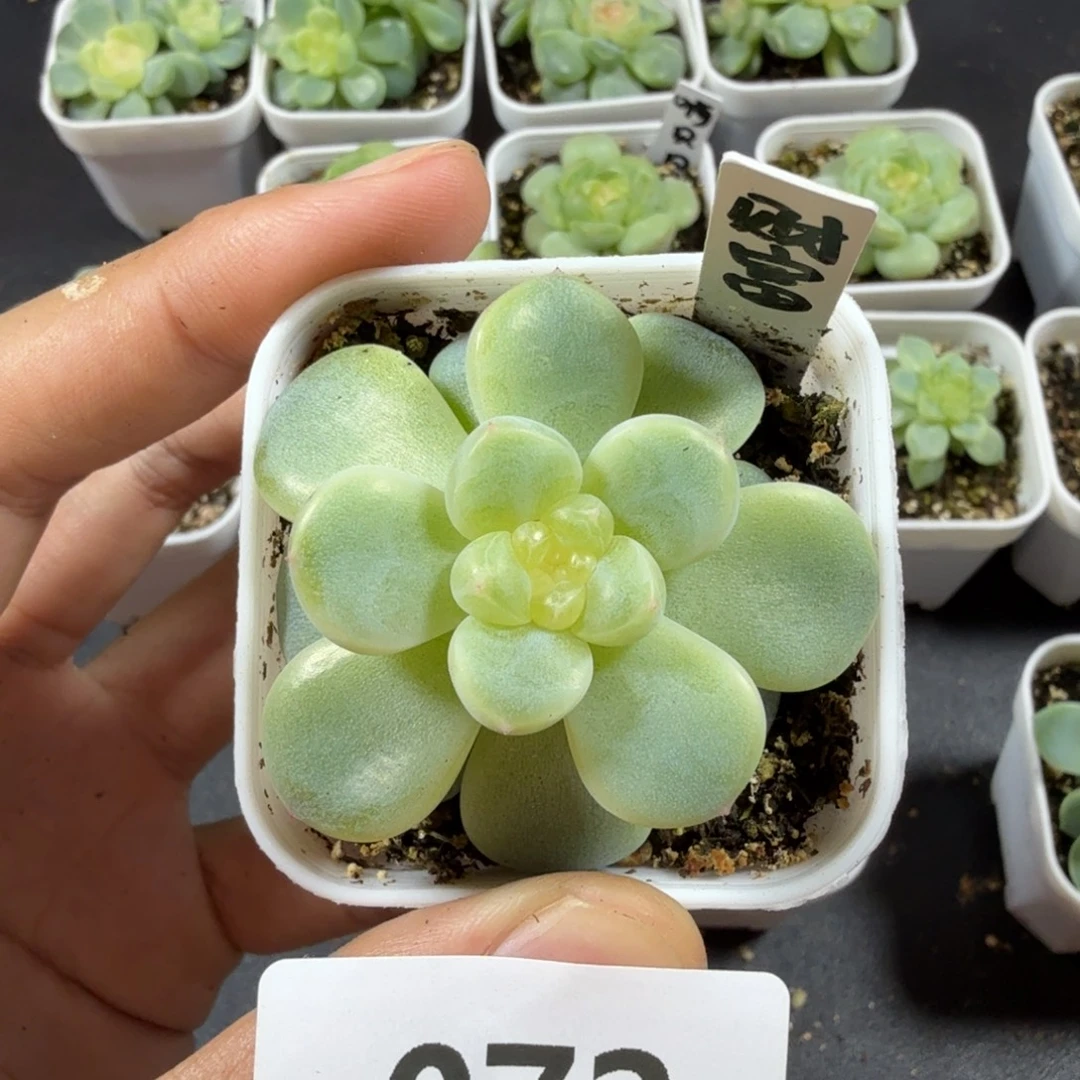路***哈财富密码一物一拍072