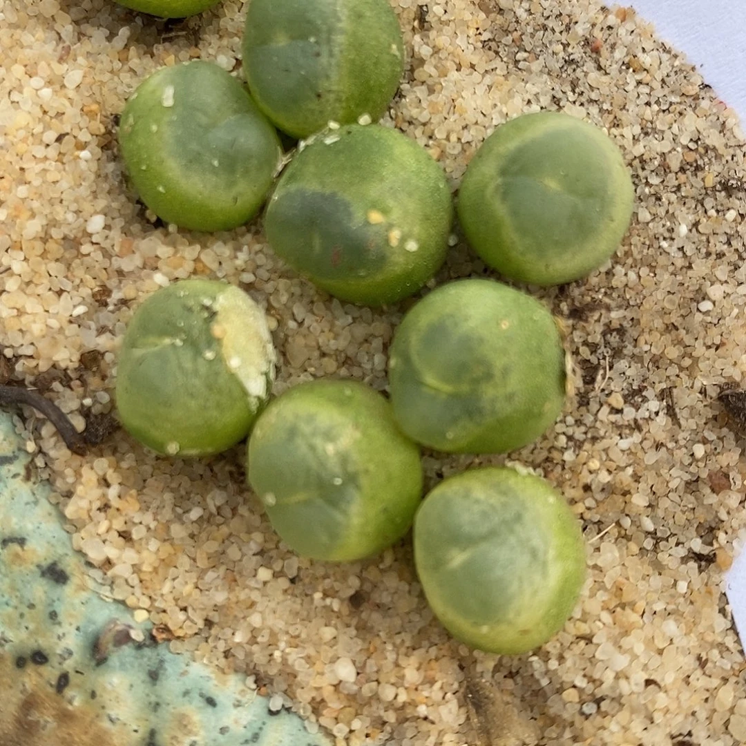 1720紫皮拉登一颗。