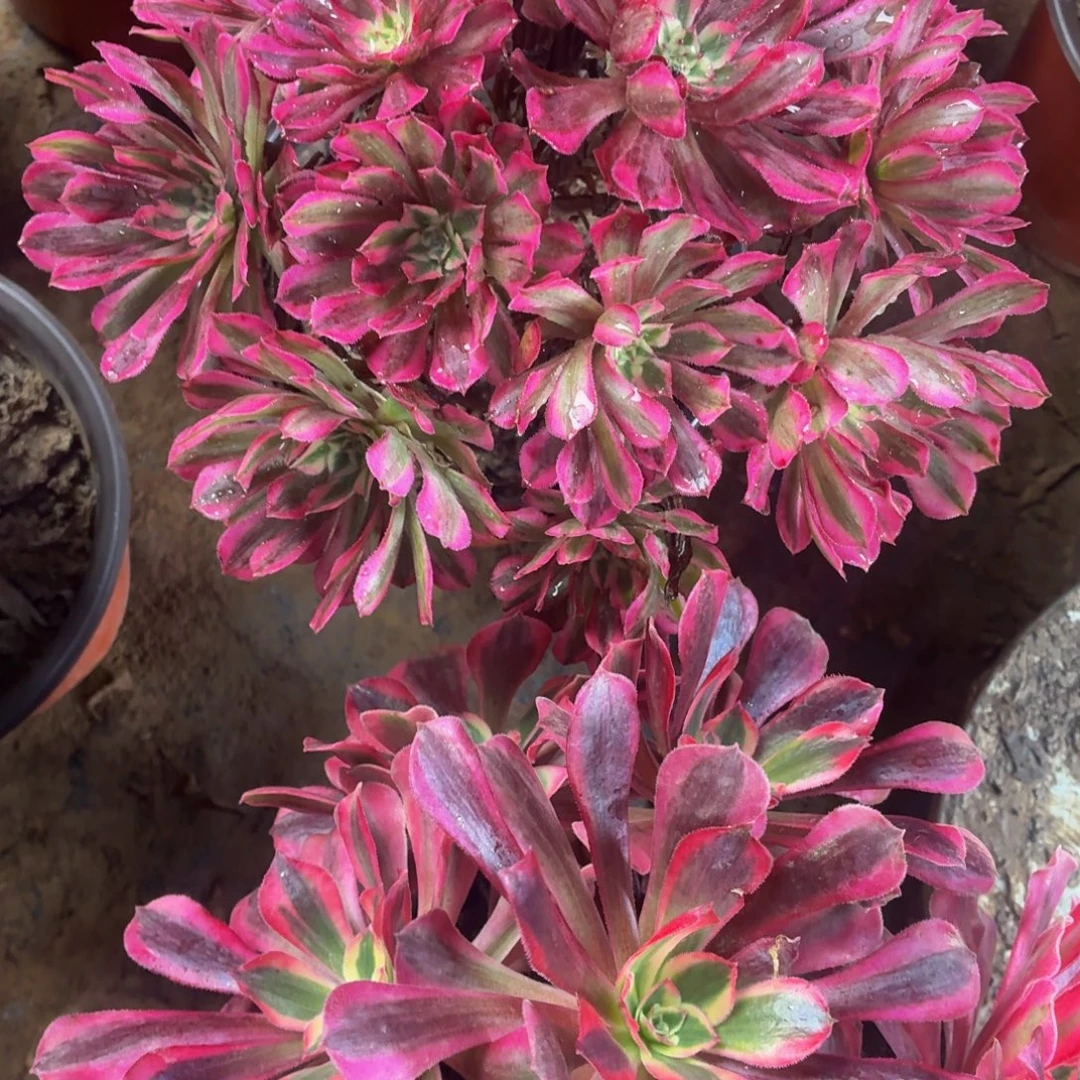 红铜白+大美杜莎福利包邮