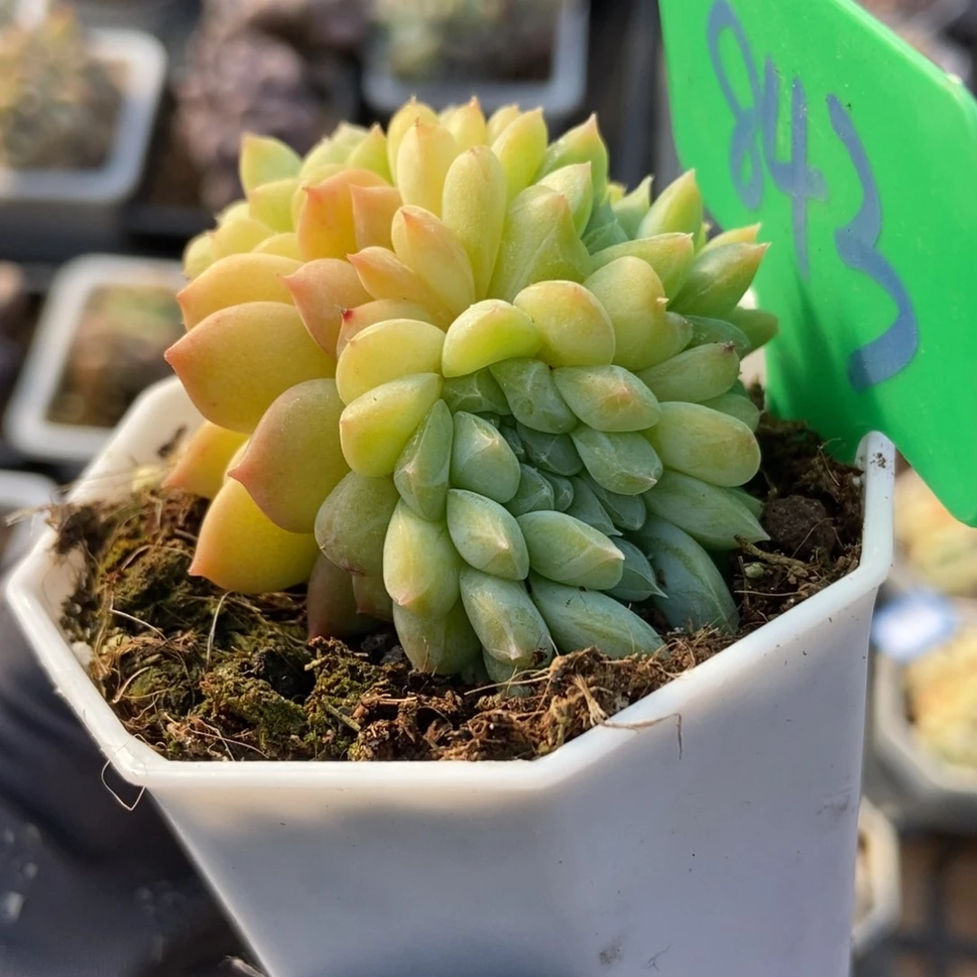 843冰魄缀多肉植物保护