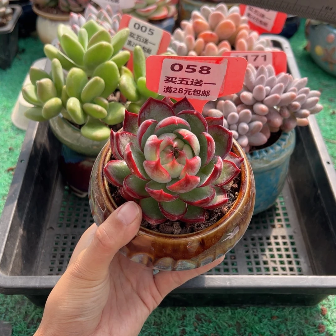 表妹精品多肉植物058.