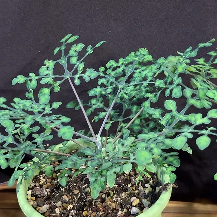 潮流植物绿宝石好