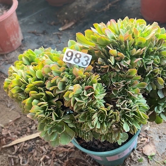 水***咚多肉植物一个玫瑰