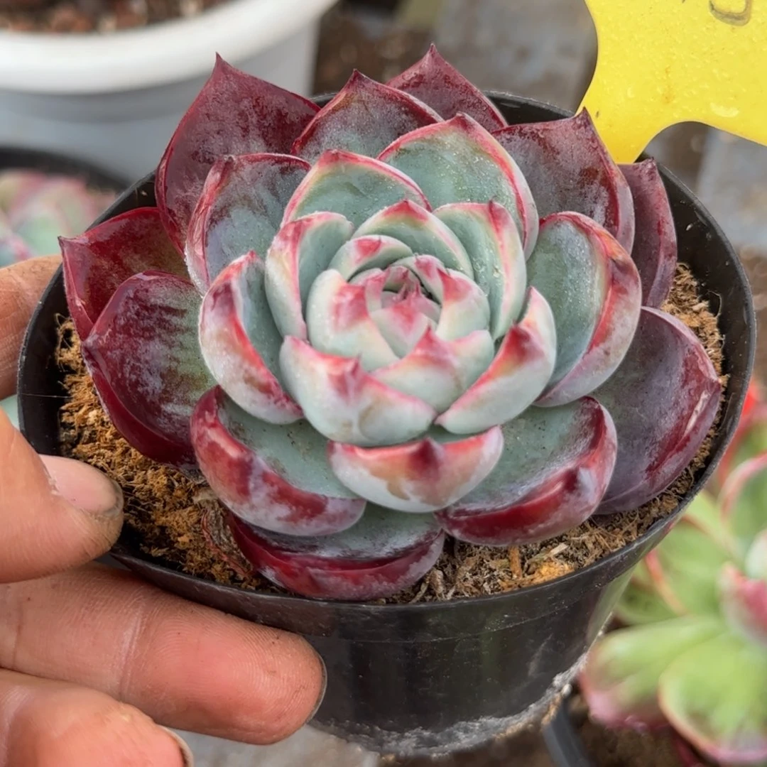 惊鸿一物一拍包装收缩花旱395