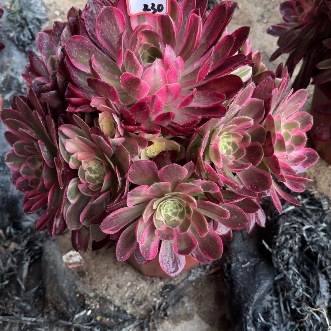 230西施多肉植物绿植