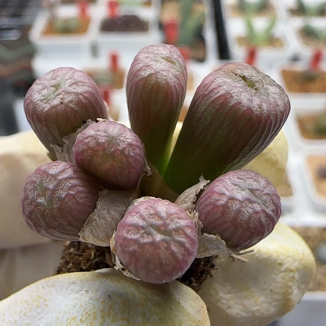 风***生11-24-当天满38包邮小型送奶工杂交脱土