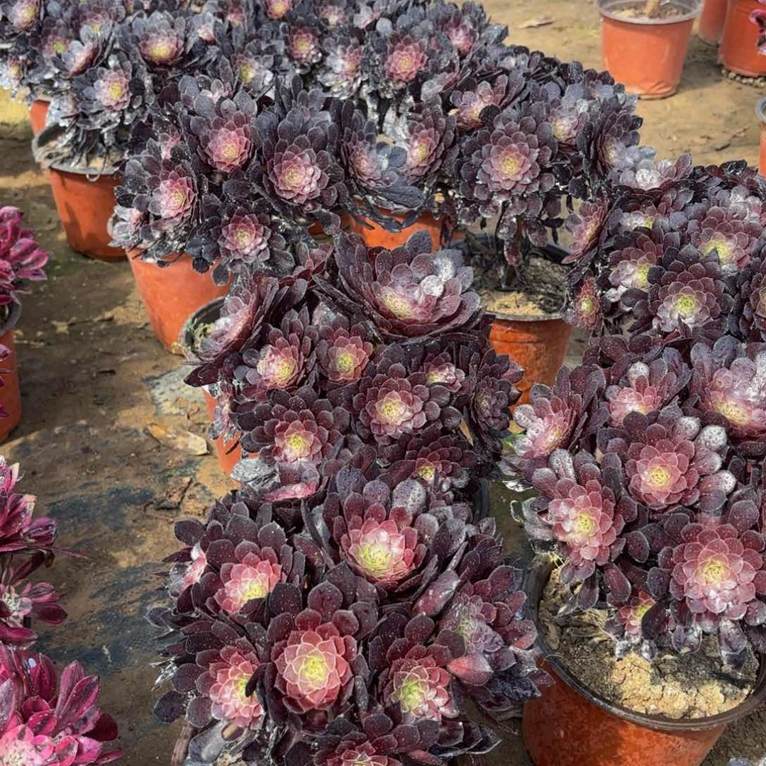 黑铜壶绣球9.9法师多肉嫩