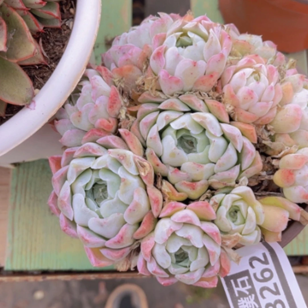 【闪购商品】沁心03262