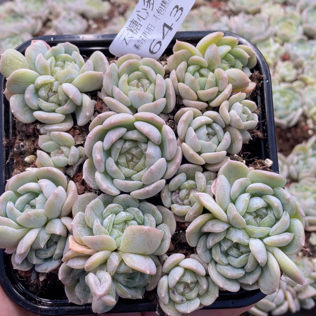 云糖心多肉植物643