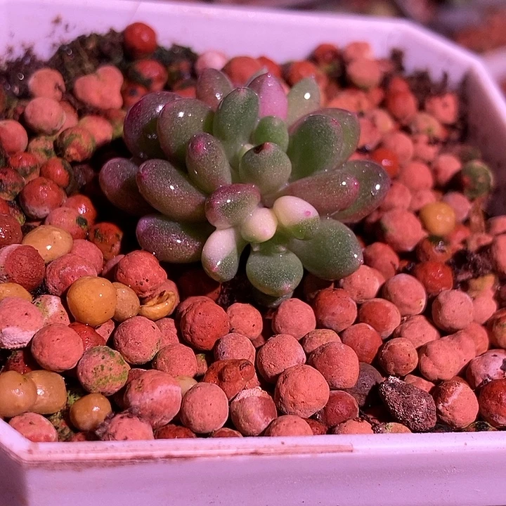 雨宝锦多肉植物多肉