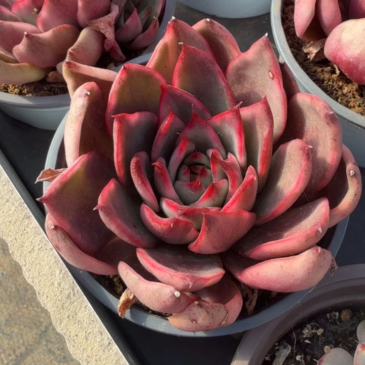 野马锦腹轮锦的锦