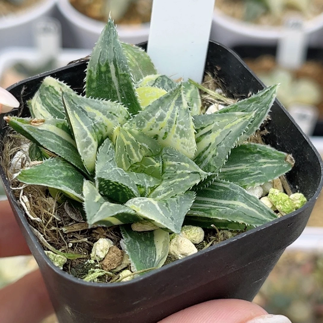 64实生寿锦带仔福利专场