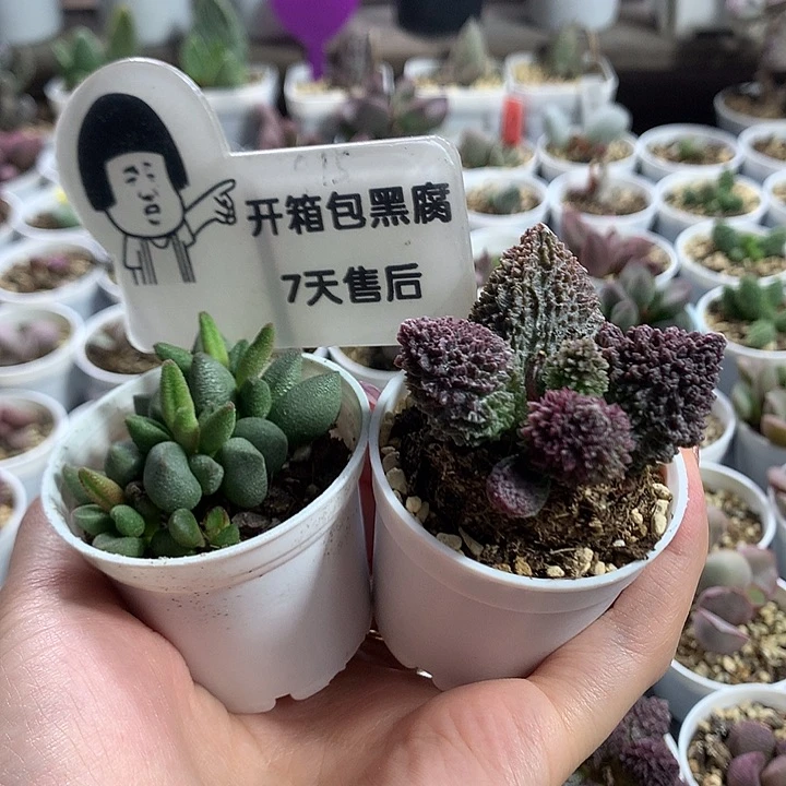 新手组合1–专拍专拍