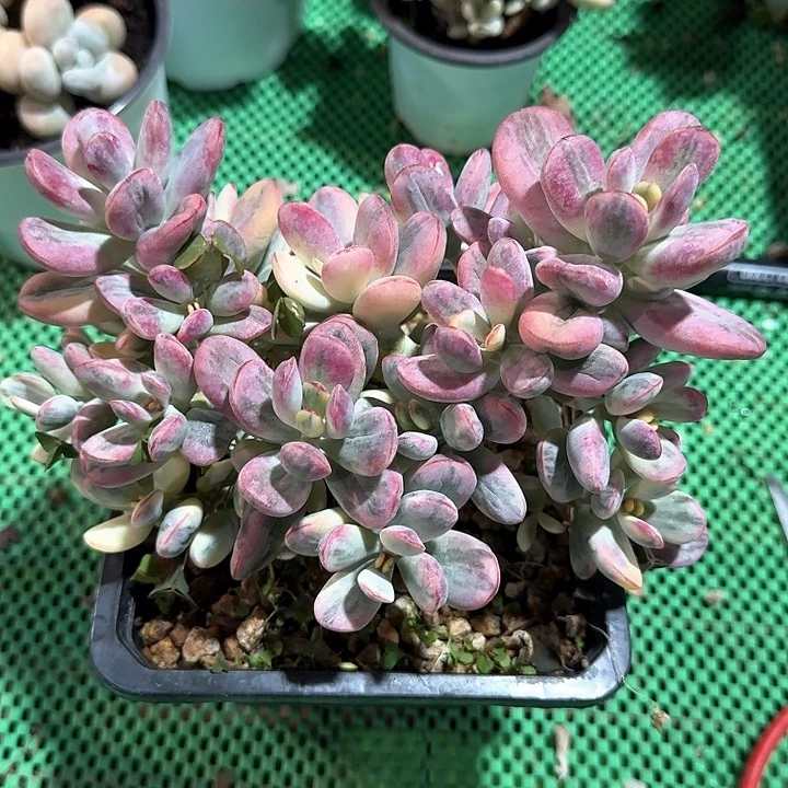 乒乓福锦多肉植物的生长