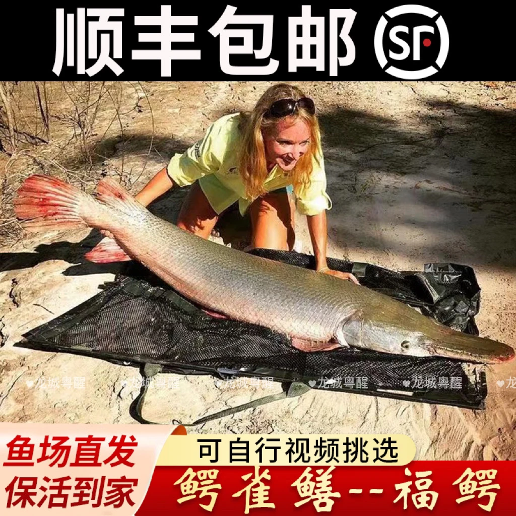鳄雀鳝鱼 福鳄 火箭 尖嘴 活体猛鱼 大型水族观赏鱼