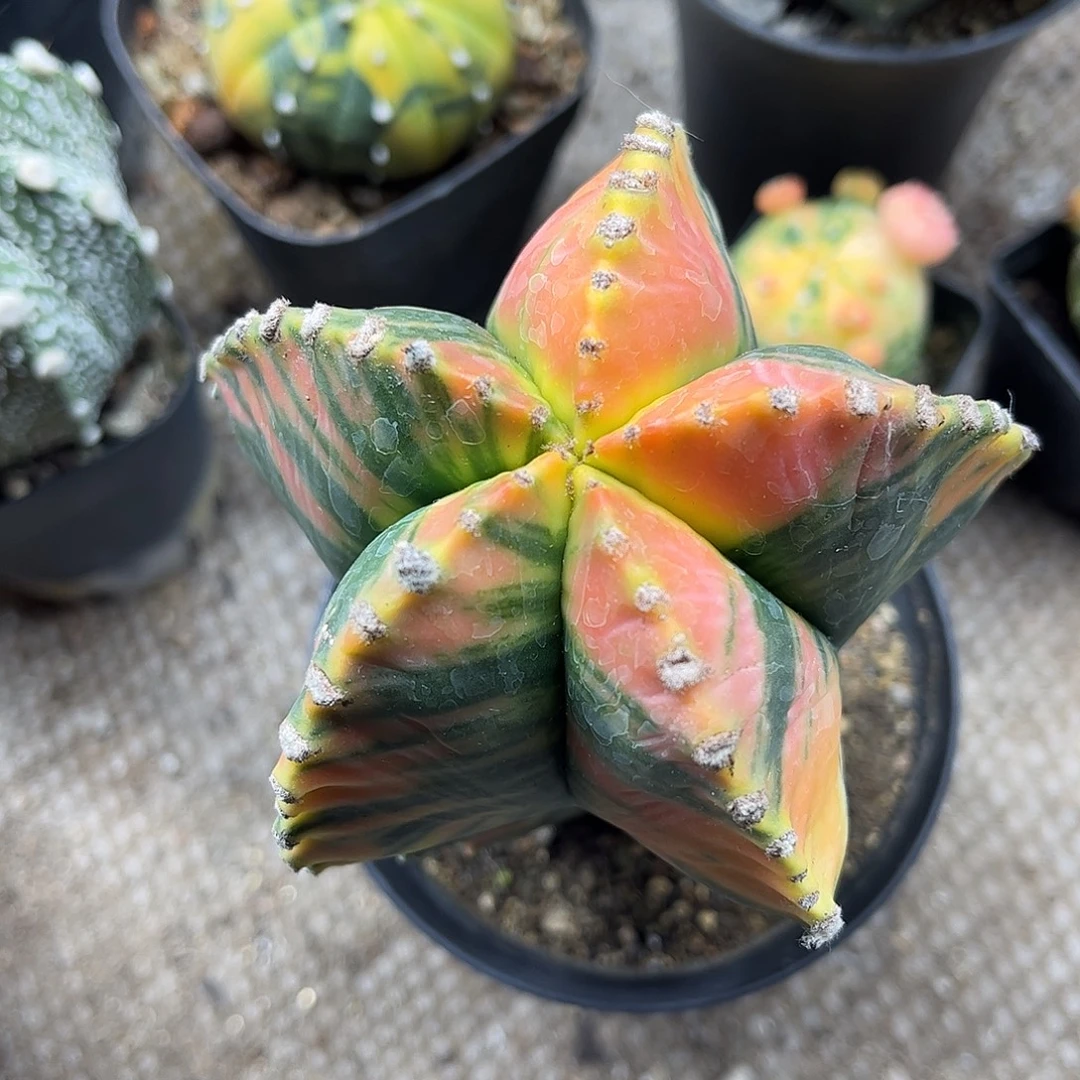 大***鱼无花朵鸾凤预警石生跟一颗