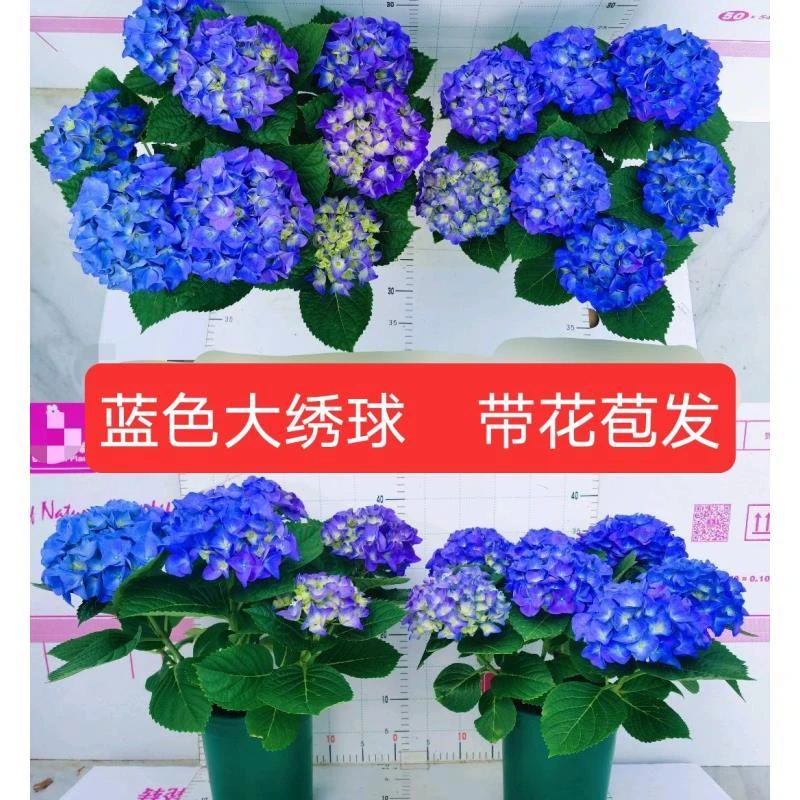 无尽夏绣球花苗盆栽带花苞四季开花卉绿植物室内阳台庭院老桩鲜花