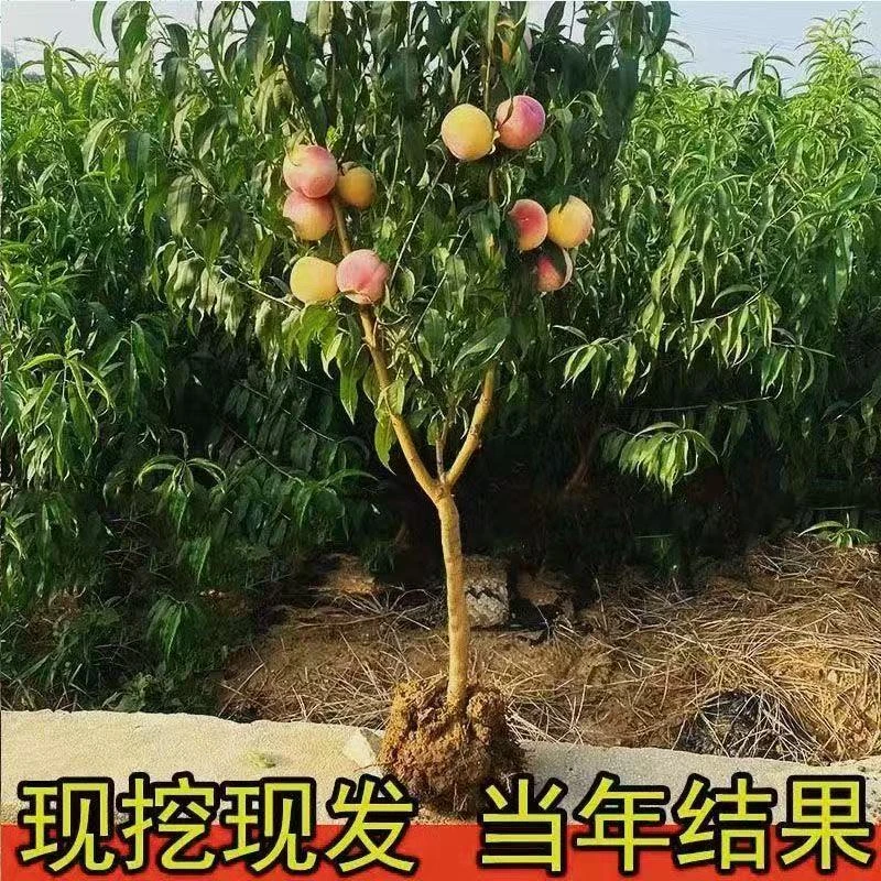 正宗桃树树苗嫁接桃子果树苗大全正品黄桃耐寒抗旱南北方盆栽地栽