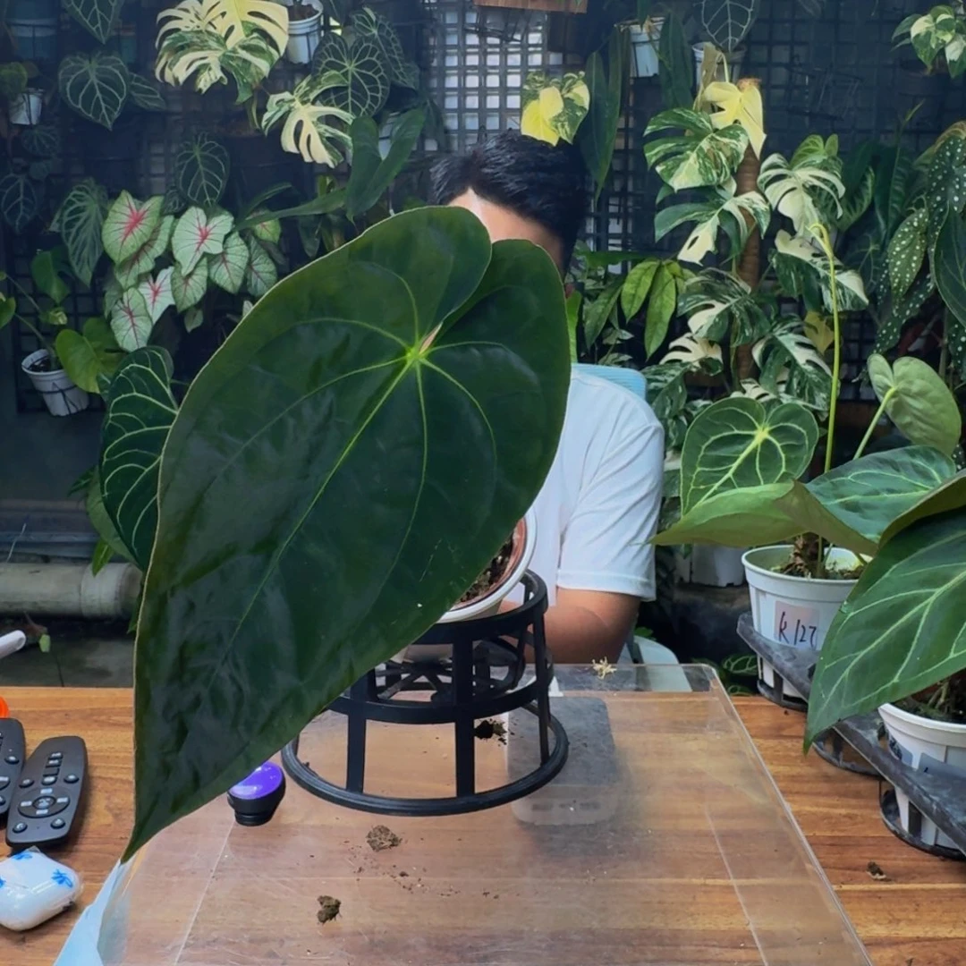 我***猫无花朵一物一拍K129