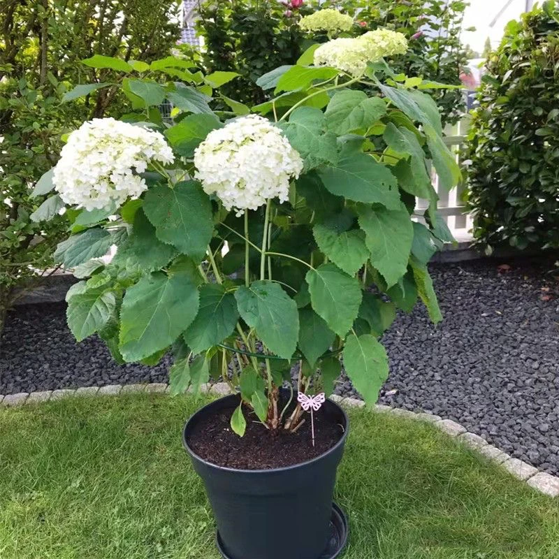 绣球花苗耐寒耐热庭院室内易活多季开花云南绣球花苗