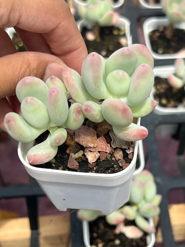 苹果奶多肉植物包邮