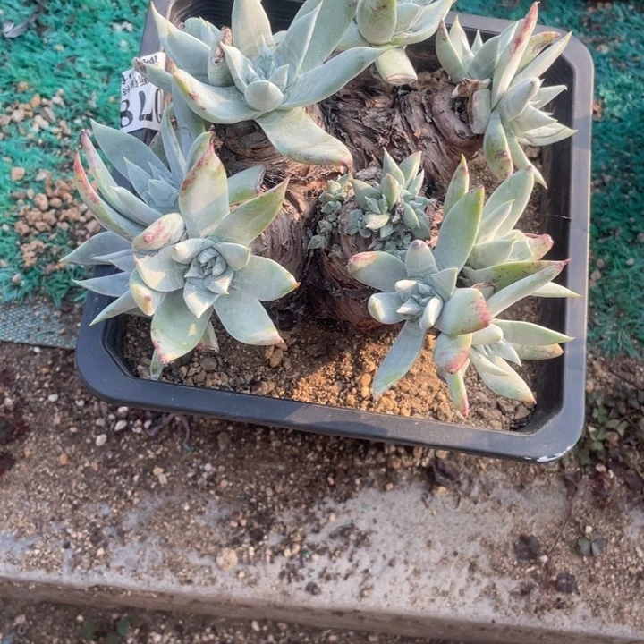 78号苹果叶雪山多肉植物