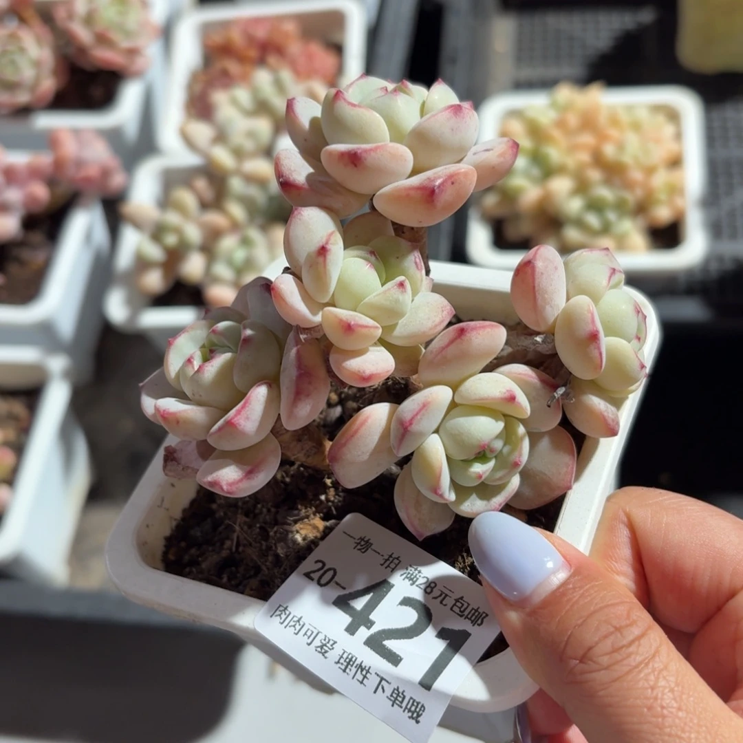 白底香草无盆土发货无