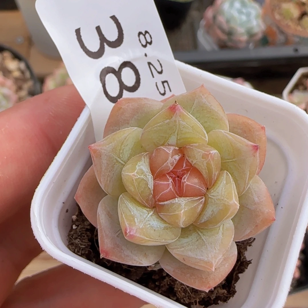 琥珀单头一颗脱土