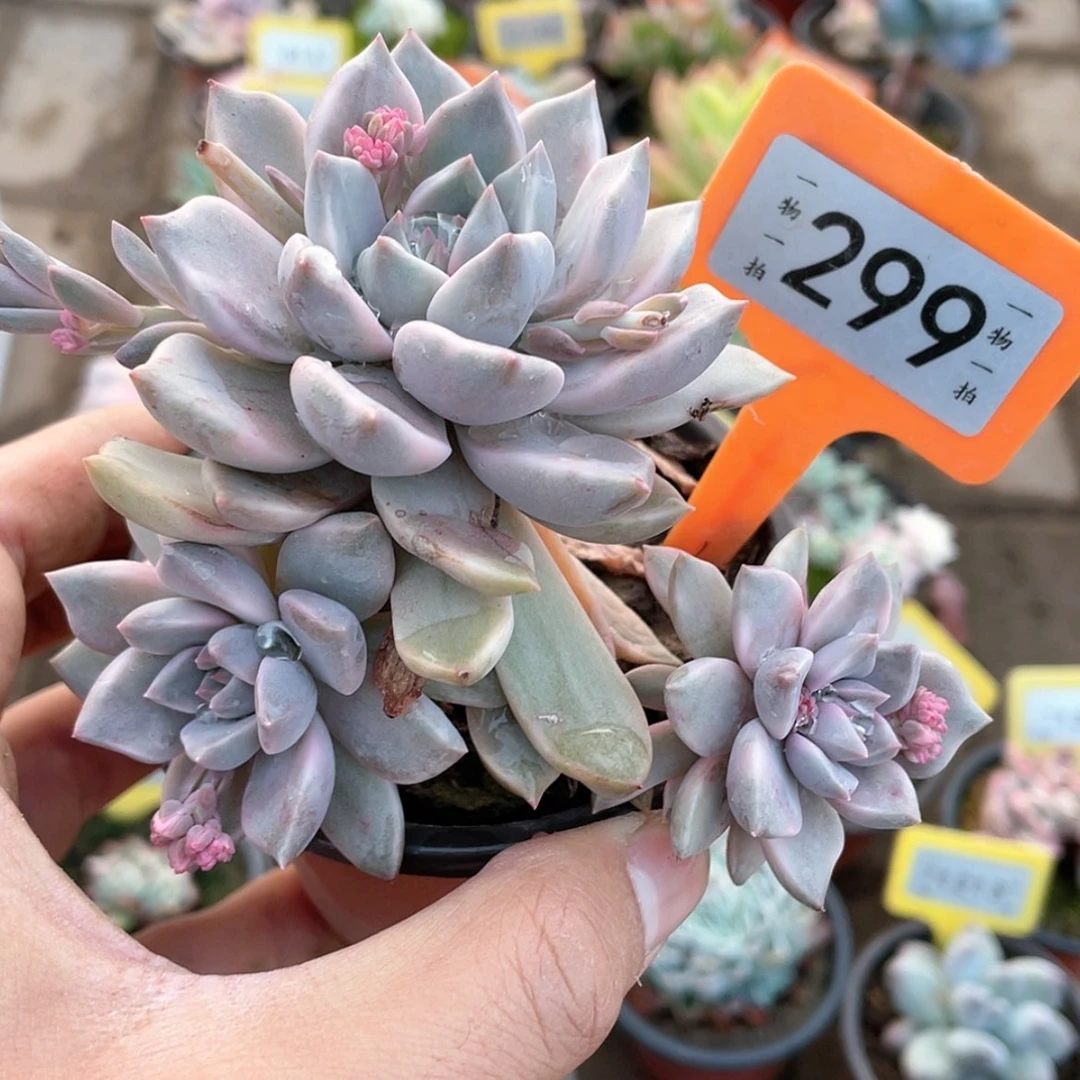 【闪购商品】299号