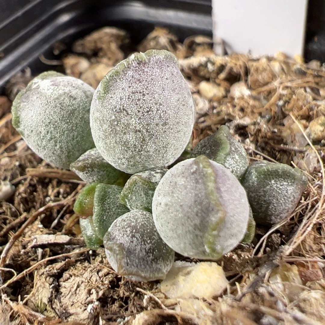 w厚粉达摩海豹多肉植物水泡